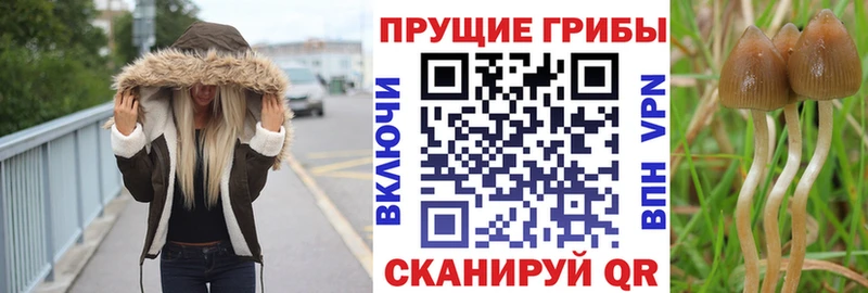 маркетплейс телеграм  Гуково  Галлюциногенные грибы Psilocybine cubensis 